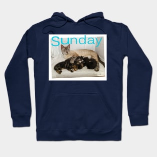 Cute Cats and Kittens Hoodie